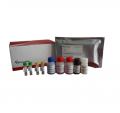 ExCell.EM016-96 	Mouse IL-13 ELISA Kit	96t 