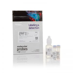 thermo	L7012	Invitrogen  LIVE/DEAD BacLight Bacterial Viability Kit, for microscopy & quantitative assays 