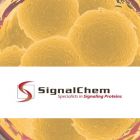 SignalChem.C31-10G-10	CDK4/CyclinD1, Active	10ug