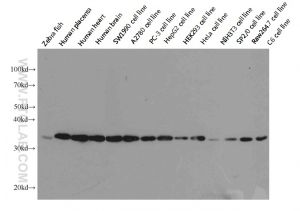 Proteintech 60004-1-Ig，GAPDH Monoclonal Anbody ; Proteintech.60004-1-Ig ; Tested applicaons: ELISA, WB, IF, FC, IP, IHC ;