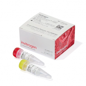 invitrogen.L3000-001	转染试剂Lipofectamine 3000	0.1ml