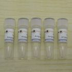 碧云天.ST008  Ampicillin (100mg/ml,1000X)  5ml  ( 1ml×5 ) 