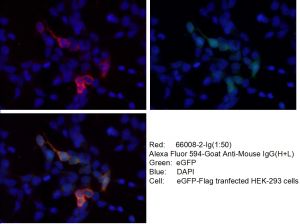 Proteintech 66008-2-Ig，Flagtag Monoclonal Anbody;Proteintech.66008-2-Ig; Tested applicaons: ELISA, WB, IP,