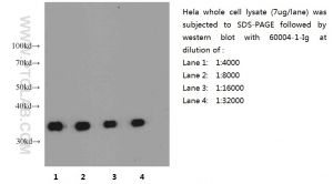 Proteintech 60004-1-Ig，GAPDH Monoclonal Anbody ; Proteintech.60004-1-Ig ; Tested applicaons: ELISA, WB, IF, FC, IP, IHC ;