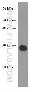 Proteintech 66008-2-Ig，Flagtag Monoclonal Anbody;Proteintech.66008-2-Ig; Tested applicaons: ELISA, WB, IP,