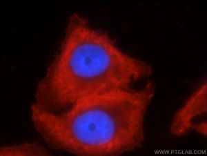 Proteintech 60008-1-Ig，beta Actin Monoclonal Anbody;Proteintech.60008-1-Ig;Tested applicaons: ELISA, WB, IF, FC, IHC ;