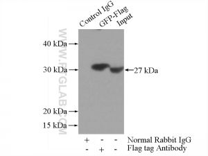 Proteintech 66008-2-Ig，Flagtag Monoclonal Anbody;Proteintech.66008-2-Ig; Tested applicaons: ELISA, WB, IP,