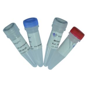 Vazyme	C112-01	ClonExpress® II One Step Cloning Kit	25 rxn