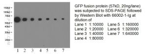 Proteintech 66002-1-Ig，GFP tag Antibody ; Proteintech.66002-1-Ig ; Tested applicaons: ELISA, WB, IP,IF