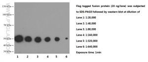 Proteintech 66008-2-Ig，Flagtag Monoclonal Anbody;Proteintech.66008-2-Ig; Tested applicaons: ELISA, WB, IP,