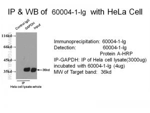 Proteintech 60004-1-Ig，GAPDH Monoclonal Anbody ; Proteintech.60004-1-Ig ; Tested applicaons: ELISA, WB, IF, FC, IP, IHC ;